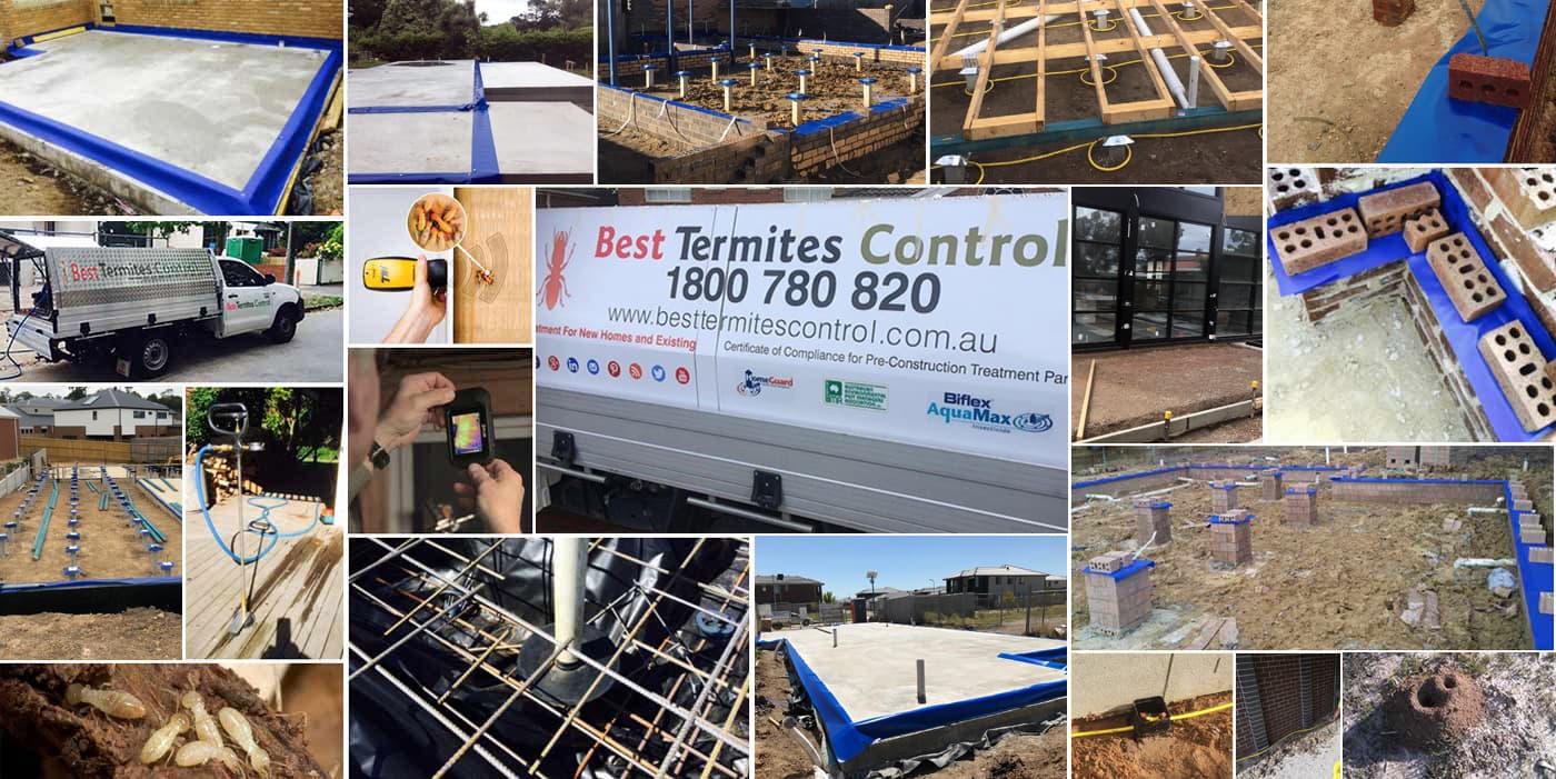 Termite damage inspection close-up